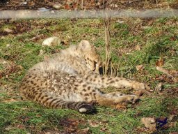 Tiergarten Schönbrunn am 27.01.2026